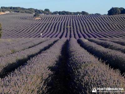 Campos Lavanda Brihuega-Provenza Española; senderismo fácil power walking madrid